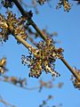 Ash flower