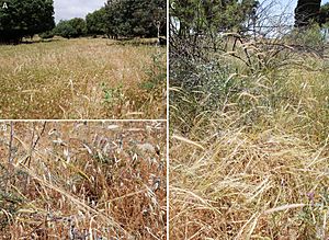 Archivo:Associations of wild cereals and other wild grasses in northern Israel
