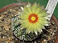 Astrophytum asterias cv. superkabuto 20