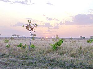 Archivo:Atardecer en los Llanos de Guárico