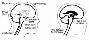 Archivo:Brain