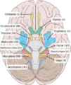 Brain human normal inferior view with labels es