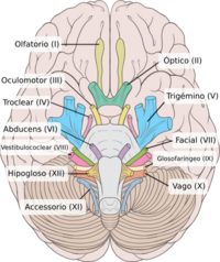 Brain human normal inferior view with labels es.svg