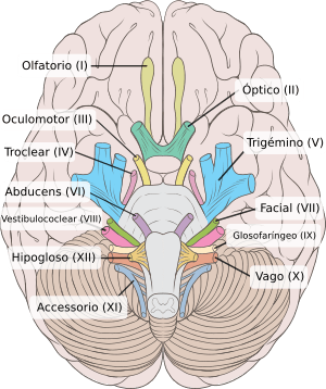 Brain human normal inferior view with labels es.svg