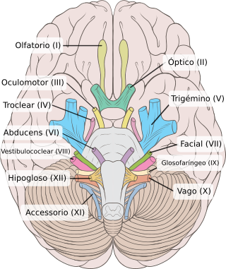 Brain human normal inferior view with labels es.svg
