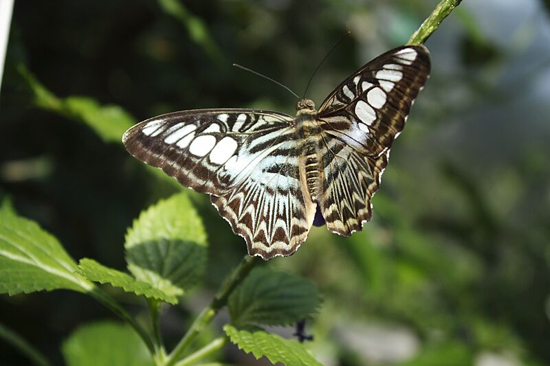 Butterfly in Victoria Gardens