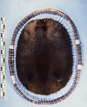 Castor fiber canadensis (Canadian beaver) fur skin (cut).jpg