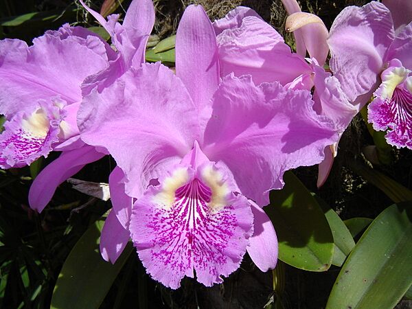 Cattleya lueddemanniana "tipo"