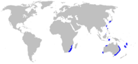 Range of smallfin gulper shark (in blue)