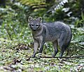 Crab-eating Fox