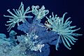 Crinoideos