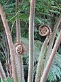 Cyathea robusta (Jardin des Plantes de Paris) close-up 2