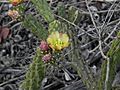 Cylindropuntia californica californica 189972419