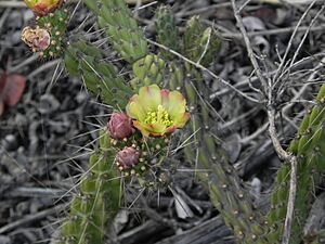 Archivo:Cylindropuntia californica californica 189972419