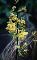Cyrtopodium andersonii - infl
