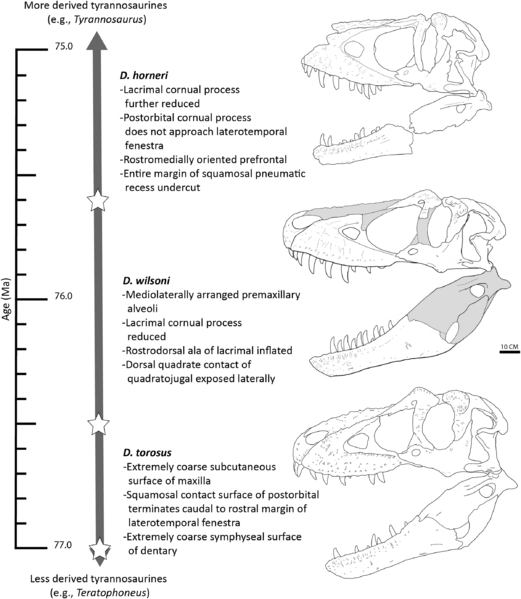 Daspletosaurus skull anagenesis