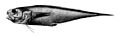 Diplacanthopoma raniceps