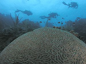 Archivo:Divers and a large Brain Coral, Roatan, Honduras