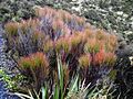 Dracophyllum longifolium 11
