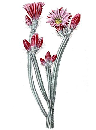 Echinocereus poselgeri pm.jpg