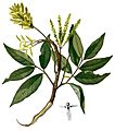 Engelhardtia spicata Blanco2.387-cropped