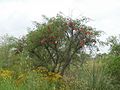 Erythrina crista-galli 104709049