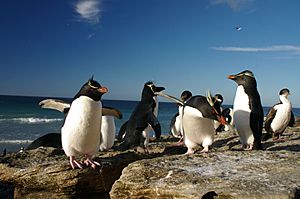 Archivo:Falkland Islands Penguins 73