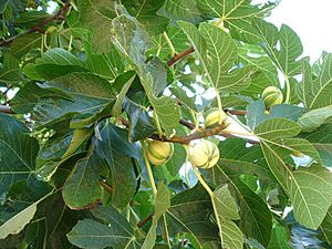 Archivo:Ficus carica Panascè