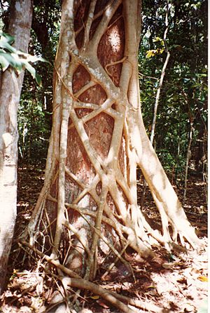 Archivo:Ficus watkinsiana on Syzygium hemilampra-Iluka