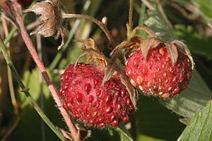 Archivo:Fragaria viridis (Knack-Erdbeere) IMG 24468
