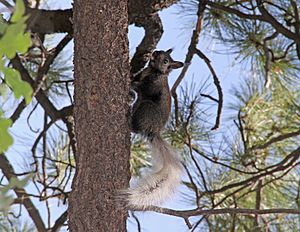 Archivo:Grand Canyon National Park North Rim - Kaibab Squirrel 0188