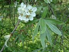 Grusza wierzbolistna Pyrus salicifolia var Pendula RB1.JPG