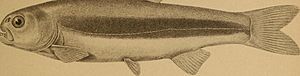 Gymnocharacinus bergii, ilustración.jpg