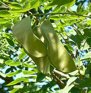 Archivo:Gymnocladus dioicus seed pods and leaves2