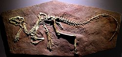 Heterodontosaurus cast.jpg