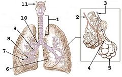 Archivo:Illu bronchi lungs numerical labels