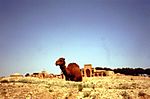 Iran - Arrêt sur la route de la Soie - Camels on the ancient Silk Road (9249731544).jpg