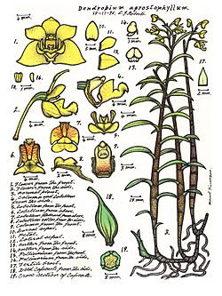 LR017 72dpi Dendrobium agrostophyllum.jpg