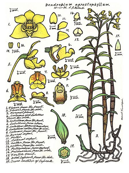 LR017 72dpi Dendrobium agrostophyllum