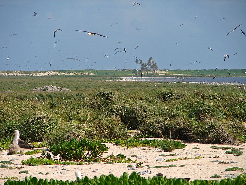Laysan Island Interior