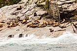 Leones marinos de Steller (Eumetopias jubatus), Bahía de la Resurección, Seward, Alaska, Estados Unidos, 2017-08-21, DD 23