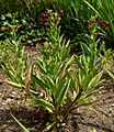 Lobelia polyphylla 1