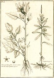 Archivo:Louis Feuillée Chenopodium Quinoa