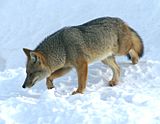 Archivo:Lycalopex culpaeus lycoides in Ushuaia, Argentina.