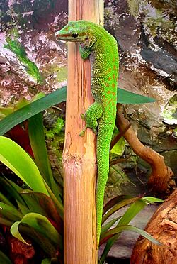 Madagascariensis2.jpg