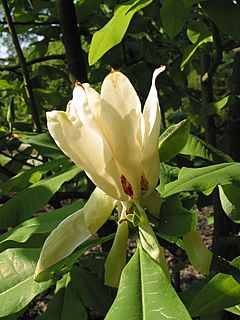 Archivo:Magnolia tripetala JPG1b