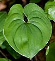 Maianthemum dilatatum 01