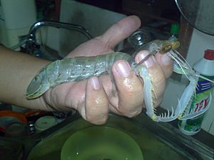 Archivo:Mantis shrimp in hand