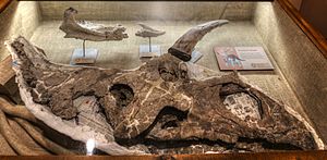Archivo:New Mexico Pentaceratops