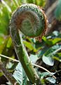 Osmunda japonica 002